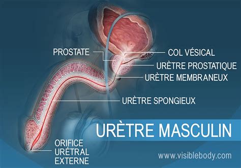 méat urétral|Vessie et urètre : Anatomie, localisation et fonction 